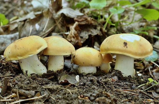 čírovnica májová Calocybe gambosa (Fr.) Donk