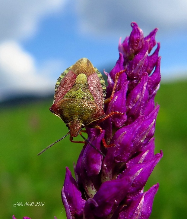 bzdocha menivá Carpocoris pudicus