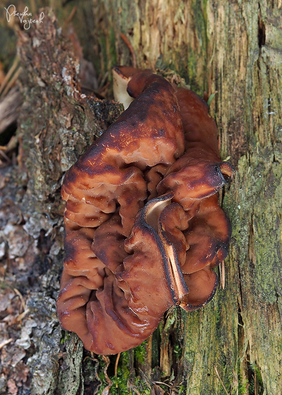 discinka hnedá Discina ancilis (Pers.) Sacc.