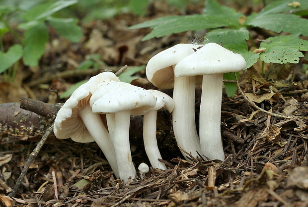 hodvábnica Entoloma sp.