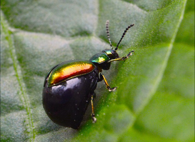 liskavka reďkvičková Gastrophysa viridula