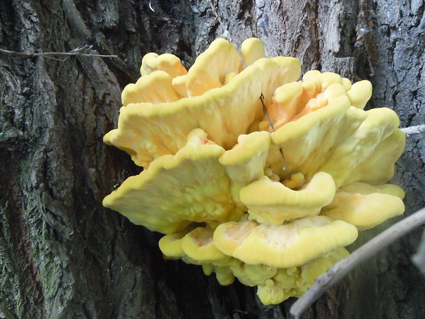 sírovec obyčajný Laetiporus sulphureus (Bull.) Murrill