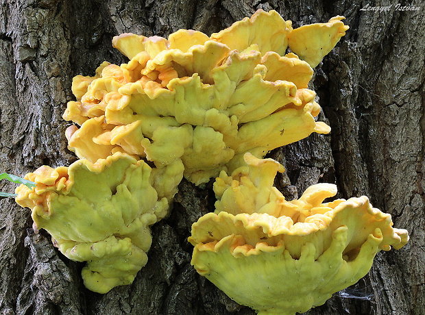 sírovec obyčajný Laetiporus sulphureus (Bull.) Murrill