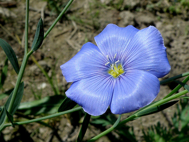 ľan rakúsky Linum austriacum L.