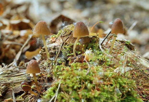 prilbička Mycena sp.