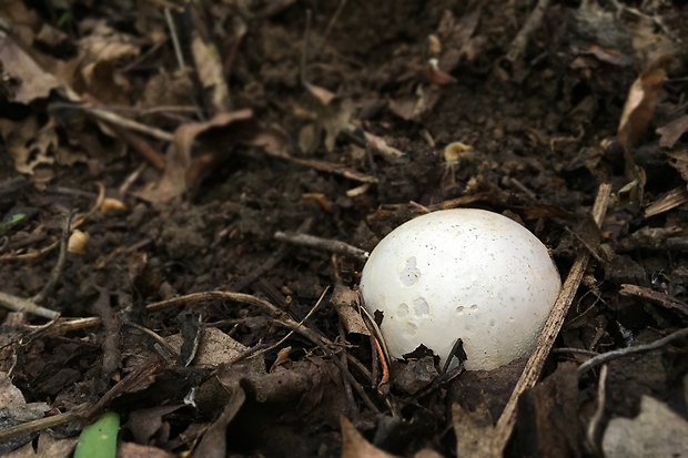 hadovka smradľavá Phallus impudicus L.