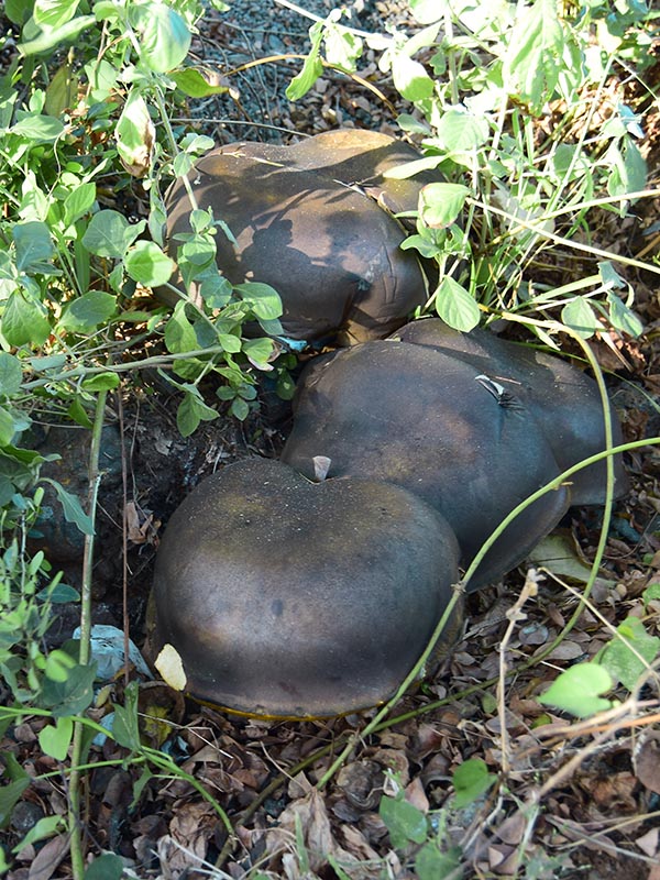 hríb Phlebopus marginatus (Kuntze) Watling & N.M. Greg.