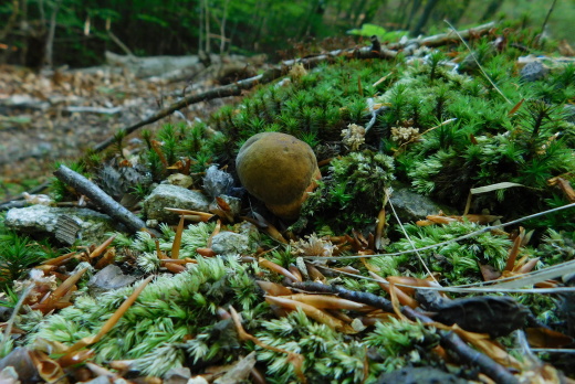 hríb zrnitohlúbikový Sutorius luridiformis (Rostk.) G. Wu & Zhu L. Yang