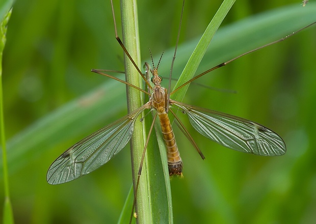 tipula Tipula lunata