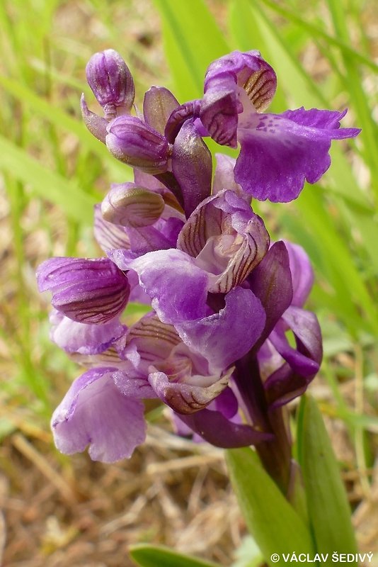 červenohlav obyčajný Anacamptis morio (L.) R. M. Bateman, A. M. Pringeon & M. W. Chase