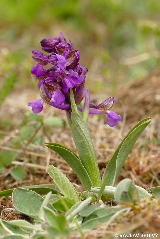 červenohlav obyčajný Anacamptis morio (L.) R. M. Bateman, A. M. Pringeon & M. W. Chase