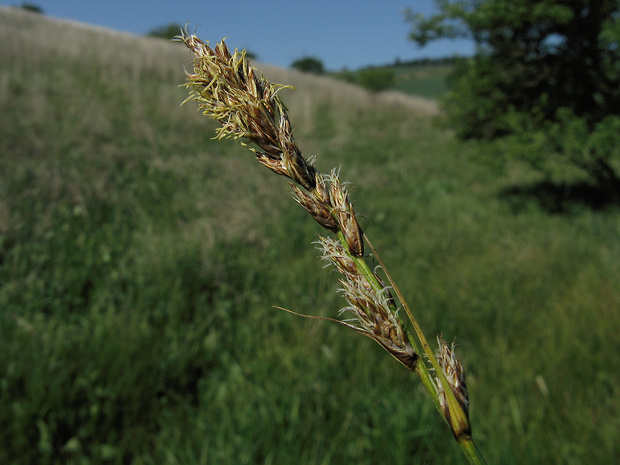 ostrica dvojradová Carex disticha Huds.