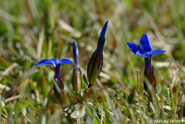 horec jarný Gentiana verna L.