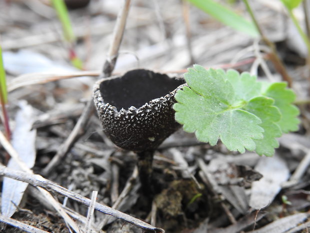 chriapač vŕbový Helvella corium (O. Weberb.) Massee