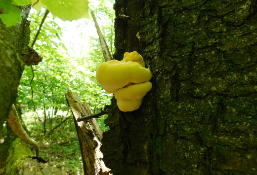 sírovec obyčajný Laetiporus sulphureus (Bull.) Murrill