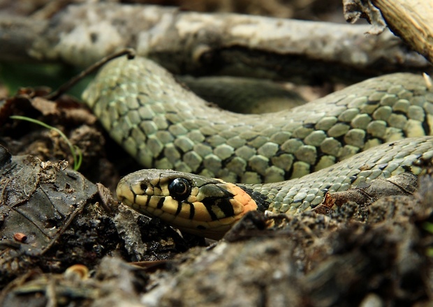 užovka obojková Natrix natrix