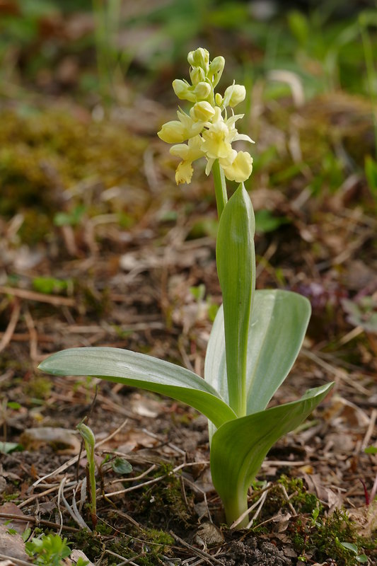 vstavač bledý Orchis pallens L.