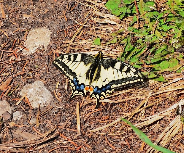 vidlochvost feniklový Papilio machaon Linnaeus,1758