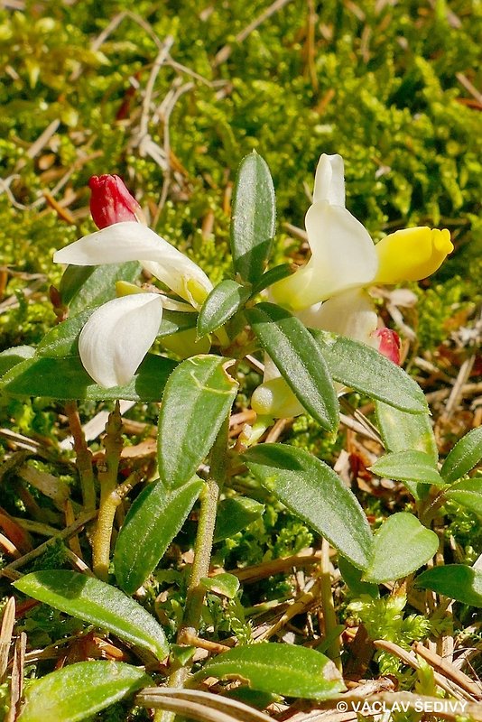 horčinka Polygala chamaebuxus L.