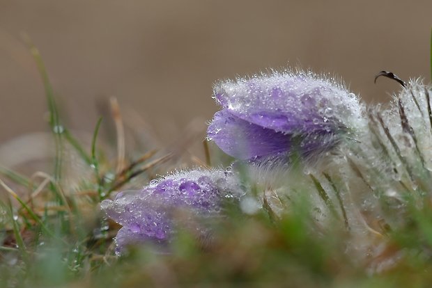 poniklec veľkokvetý Pulsatilla grandis Wender.