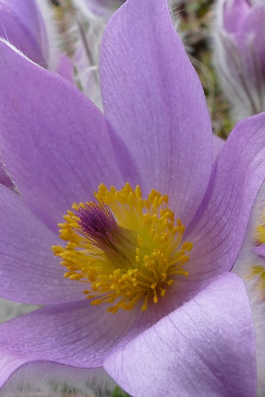 poniklec veľkokvetý Pulsatilla grandis Wender.