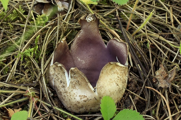 tulipánovka fialová Sarcosphaera coronaria (Jacq.) J. Schröt.