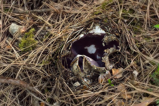 tulipánovka fialová Sarcosphaera coronaria (Jacq.) J. Schröt.