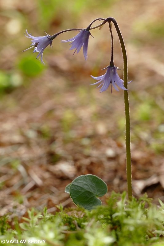 soldanelka horská Soldanella pseudomontana