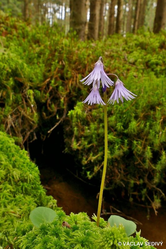 soldanelka horská Soldanella pseudomontana