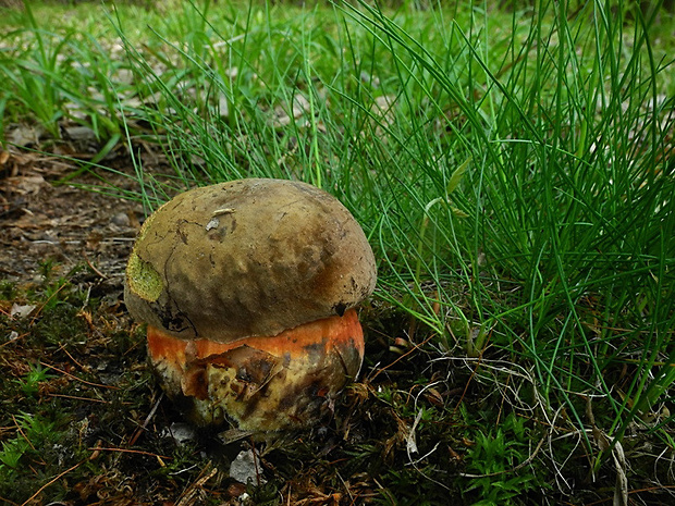 hríb zrnitohlúbikový Sutorius luridiformis (Rostk.) G. Wu & Zhu L. Yang