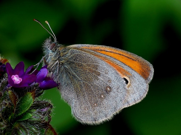 očkáň pohánkový (sk) / okáč poháňkový (cz) Coenonympha pamphilus Linnaeus, 1758