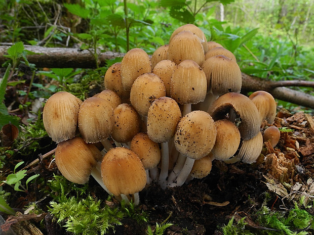 hnojník ligotavý Coprinellus micaceus (Bull.) Vilgalys, Hopple & Jacq. Johnson