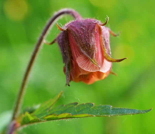 kuklík potočný Geum rivale L.