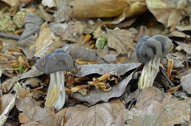 chriapač Helvella sp.