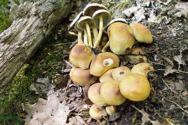 strapcovka zväzkovitá Hypholoma fasciculare (Huds.) P. Kumm.