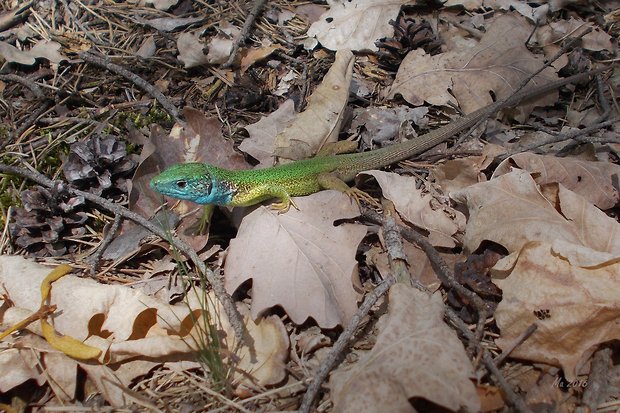 jašterica zelená Lacerta viridis