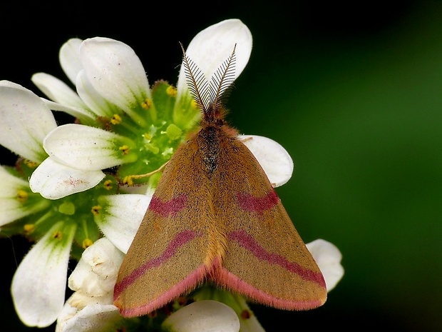 piadivka purpurová (sk) / rudopásník šťovíkový (cz) Lythria purpuraria Linnaeus, 1758