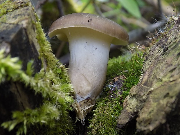 trúdnik Polyporus sp.