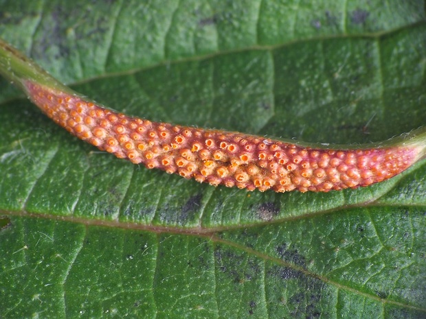 hrdza Puccinia sp.