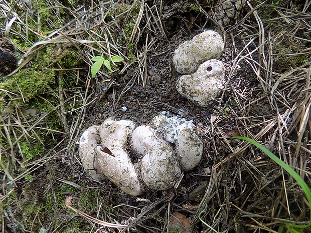 tulipánovka fialová Sarcosphaera coronaria (Jacq.) J. Schröt.