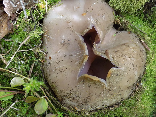 tulipánovka fialová Sarcosphaera coronaria (Jacq.) J. Schröt.