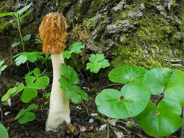 smrčkovec český Verpa bohemica (Krombh.) J. Schröt.