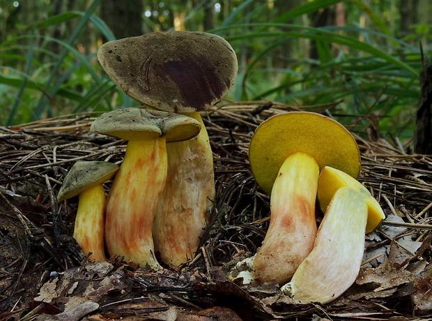 suchohríb červenohnedý Xerocomus ferrugineus (Kuntze) Singer