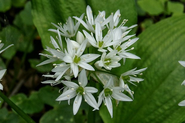 cesnak medvedí Allium ursinum L.