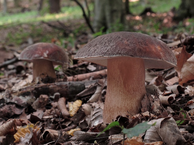 hríb bronzový Boletus aereus Bull. ex Fr.