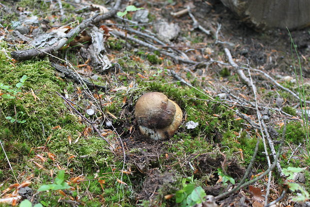 hríb sosnový Boletus pinophilus Pil. et Dermek in Pil.