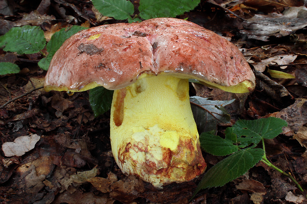 hríb kráľovský Butyriboletus regius (Krombh.) D. Arora & J.L. Frank