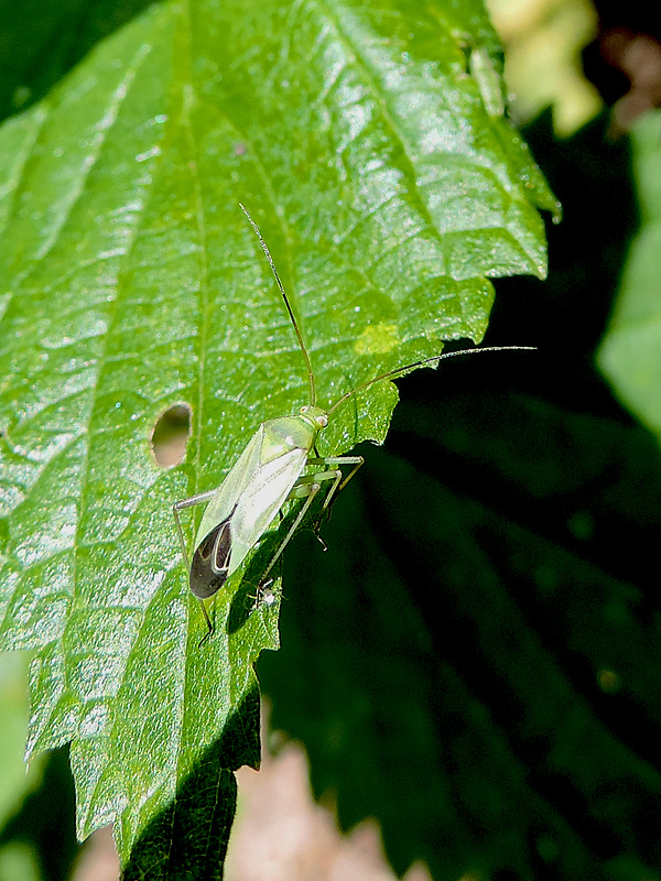 bzdôška / klopuška běžná Calocoris affinis Herrich-Schäffer, 1835