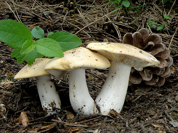 čírovnica májová Calocybe gambosa (Fr.) Donk