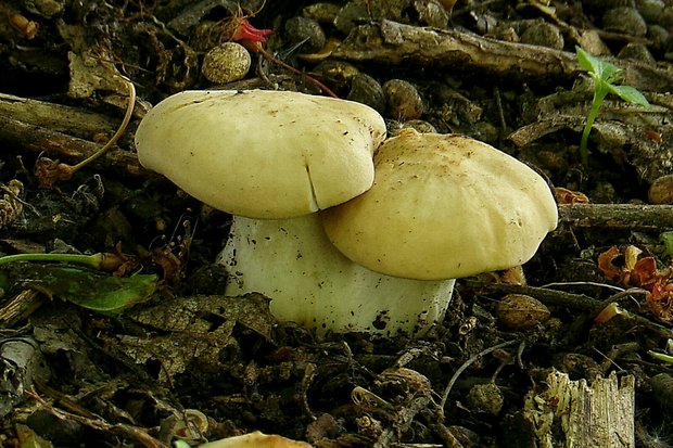 čírovnica májová Calocybe gambosa (Fr.) Donk